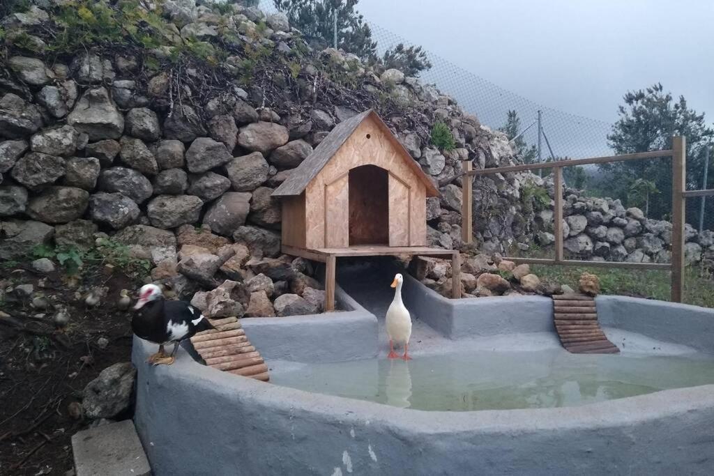 La Tagora Conect With The Nature & Relax Икод-де-лос-Винос Экстерьер фото